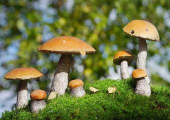 two families of mushrooms meet in the forest, fantasy