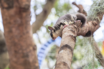small possum or Sugar Glider