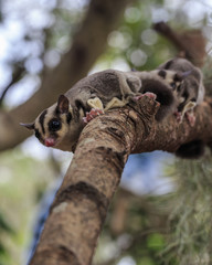 small possum or Sugar Glider