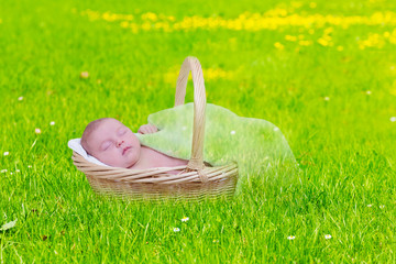 baby sleeps in a wattled basket on a summer meadow