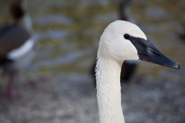 Fototapeta premium Il Cigno