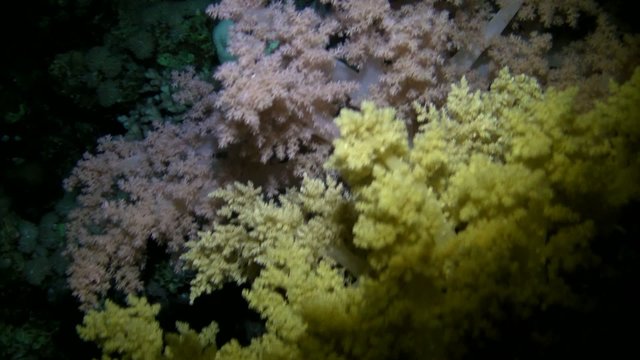 Reaching Crown of thorns sea star and corals in red sea