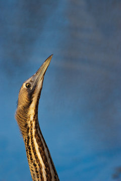 Tarabuso, Primo piano (Botaurus stellaris)