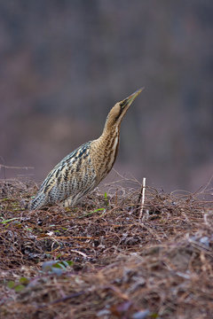 Tarabuso, Botaurus stellaris