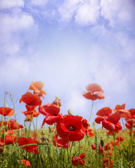 Obraz premium Kwiaty maku