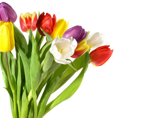 Tulpen