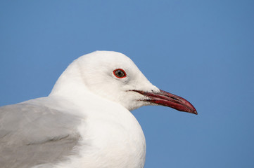 Grey-headed Gull