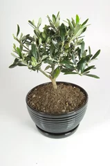 Photo sur Plexiglas Bonsaï bonsai di Pasqua