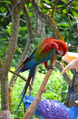 Colourful Parrot