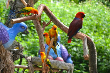 Fototapeta premium Colourful birds on Sentosa Island, Singapore