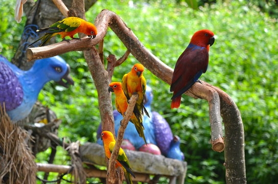 Fototapeta Colourful birds on Sentosa Island, Singapore