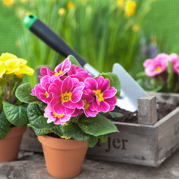 Blumen umtopfen im Garten