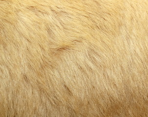 detail of polar bear fur
