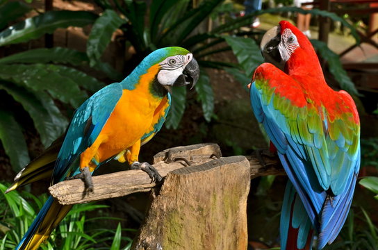 Colourful Parrots playing on a tree
