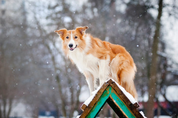 Red Dog border collie training in winter