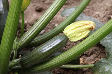 courgettes