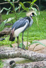 Grey Crowned Crane