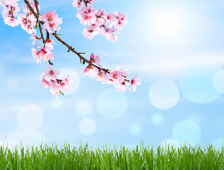 Kirschblüte als Hintergrund