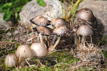 Mushrooms in Rock Garden
