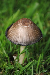 Mushroom
