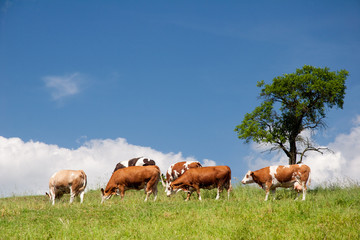 Fototapeta na wymiar Letni krajobraz z krów w Turyngii