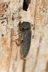 Melasis buprestoides, Eucnemidae on hazle wood, macro photo
