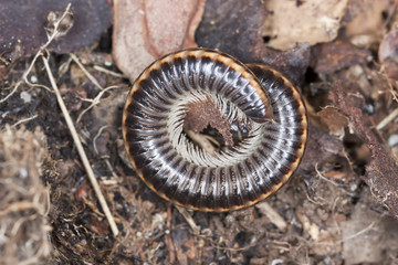 Millipede (Blaniulidae) in defensive position, extreme close-up