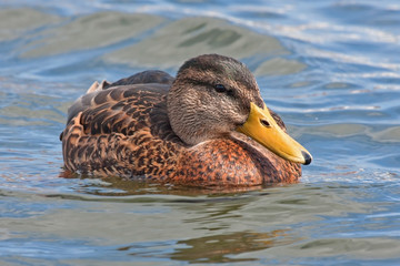Beautiful duck swim on the lake