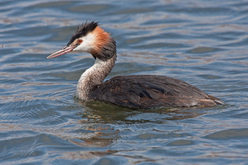 Great Crested Grebe swim on the lake Podiceps cristatus