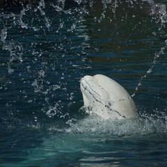 Naklejka premium White whale in a spray of water Delphinapterus leucas