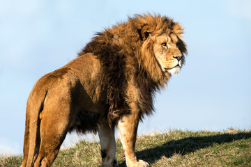 Lion