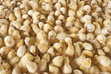 Large group of baby chicks on chicken farm