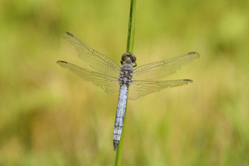 Broad-bodied Chaser (Libellula depressa) male