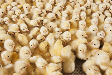 Large group of baby chicks on chicken farm