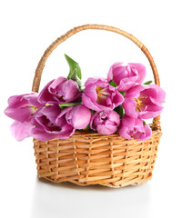 Beautiful bouquet of purple tulips in basket, isolated on white