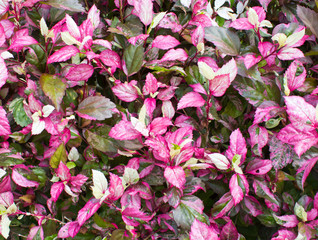 Pink hibiscus leaves. The natural a background.