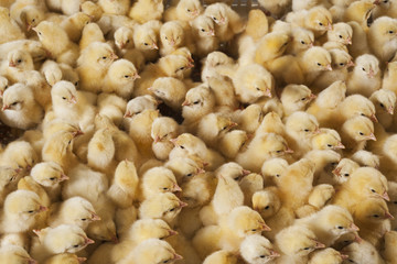 Large group of baby chicks on chicken farm