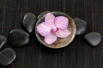 Zen Still Life -orchid floating in bowl with wet stones