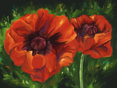 digital painting of vibrant red poppy flowers.