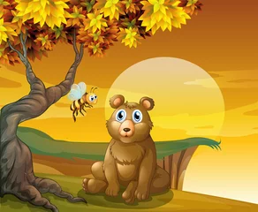 Selbstklebende Fototapete Bären Ein Braunbär sitzt in der Nähe der Klippe
