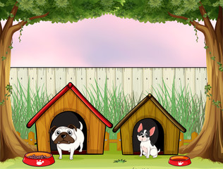 Two pets inside the fence with wooden houses