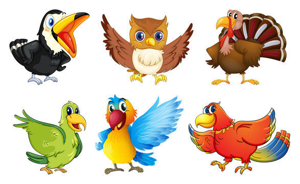 Different kinds of birds