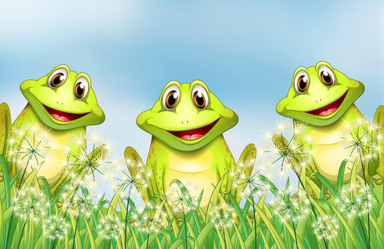 Three frogs in the garden