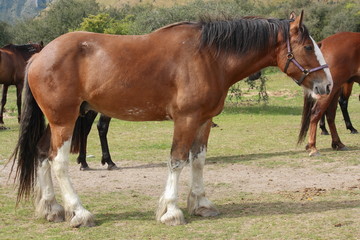 brown stallion
