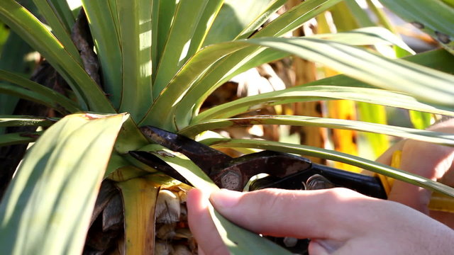 Pruning spikey palm plant