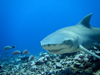 Obraz na płótnie Canvas Lemon shark
