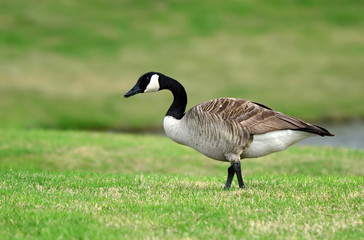 Canada Goose strolling in the grass
