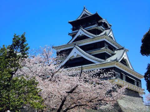 熊本城と桜