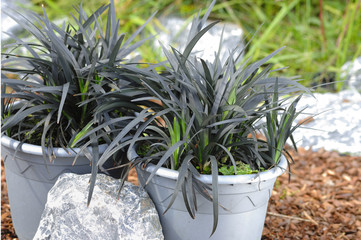 Steingarten mit exotischem Ziergras