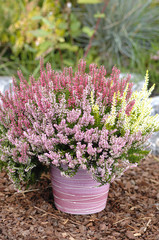 Steingarten mit Calluna Vulgaris Heidekraut